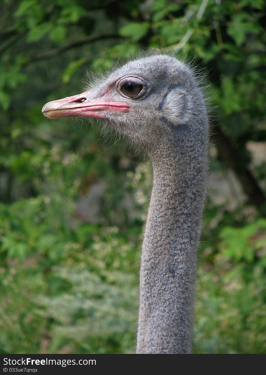 Profile of the ostrich on background of the foliage.