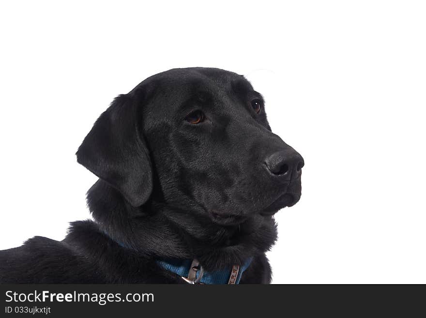 A Black Labrador Retriever isolated on white