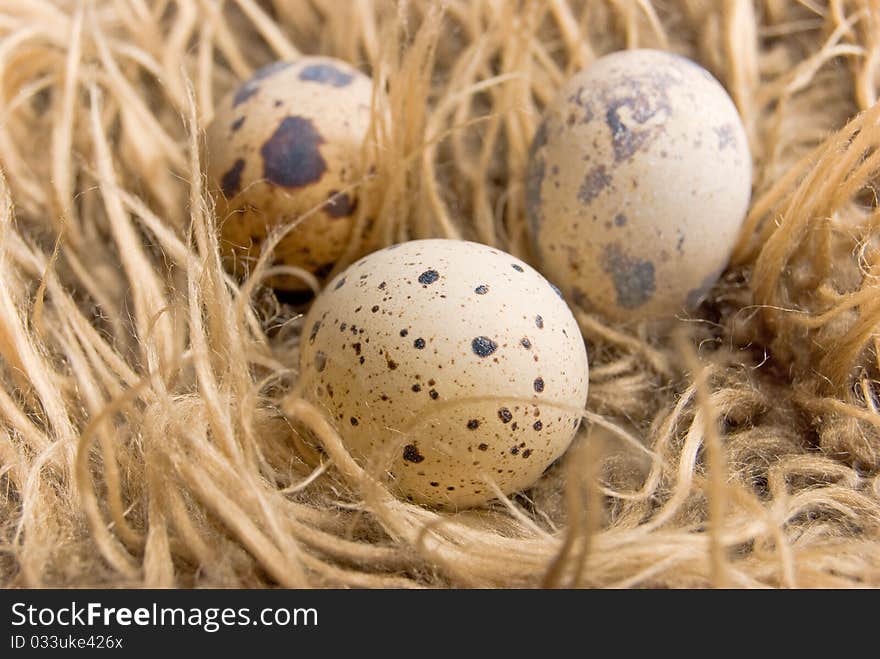 Quail eggs on the long wool background