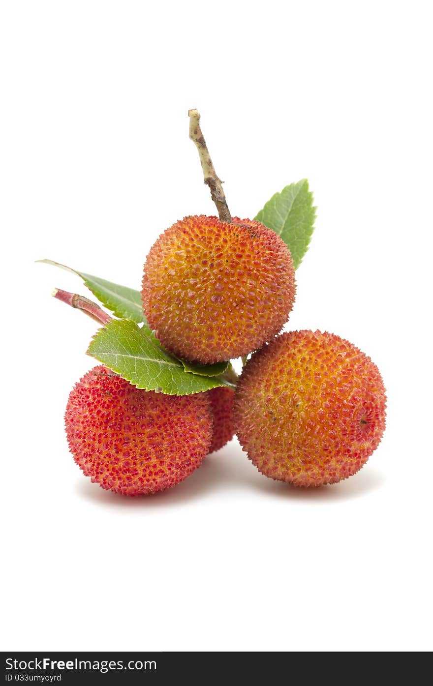 Arbutus Berries