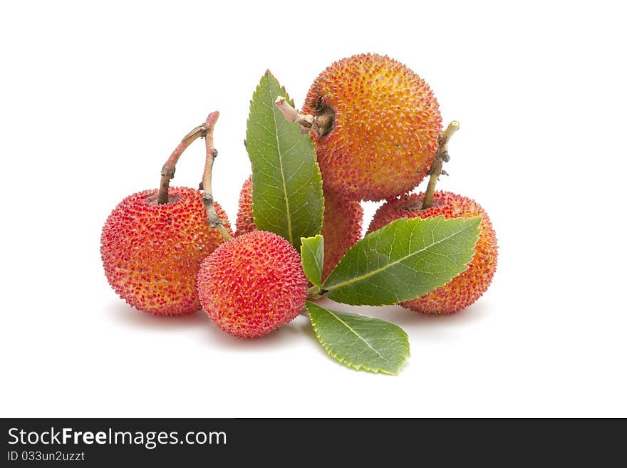 Arbutus on white background