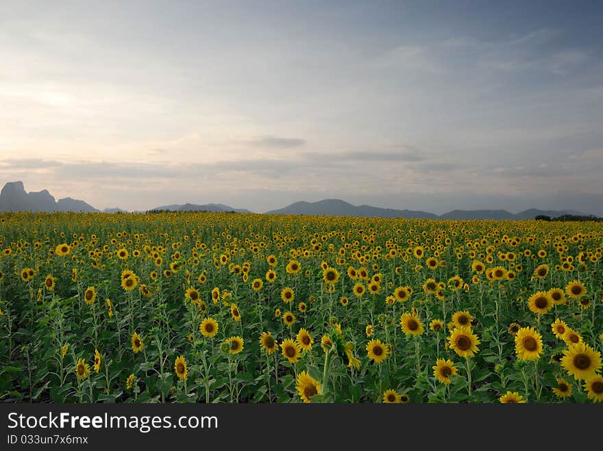 Golden sunflowers, the blue sky and white clouds. Golden sunflowers, the blue sky and white clouds