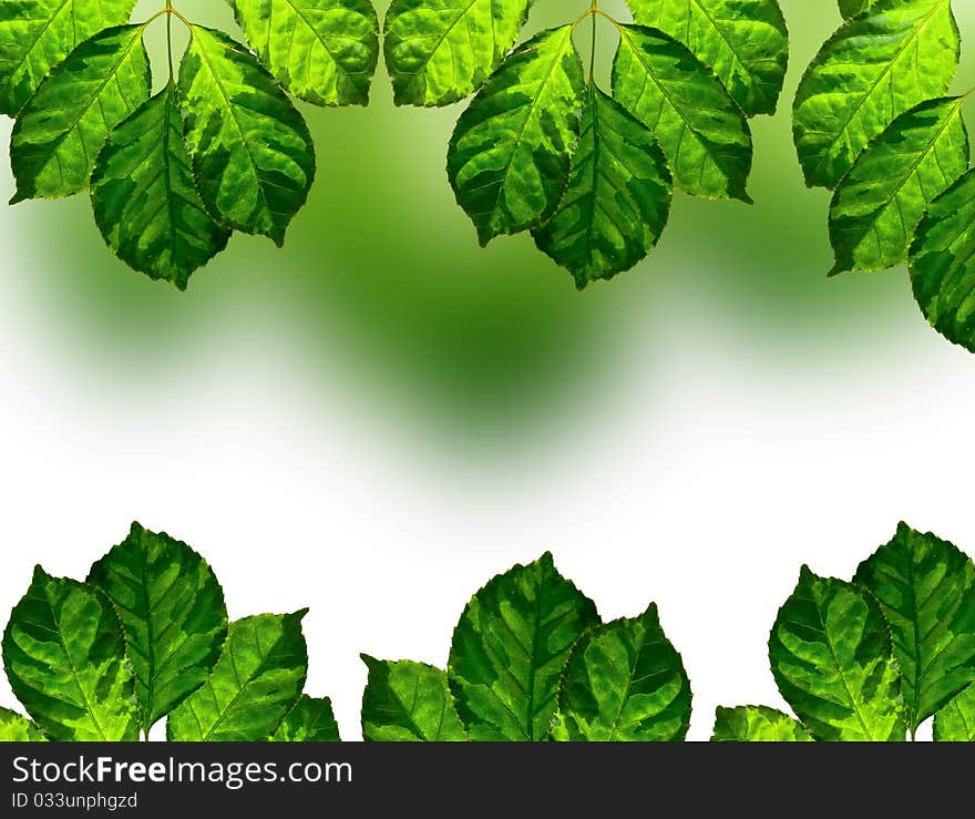 Fresh green leaves frame