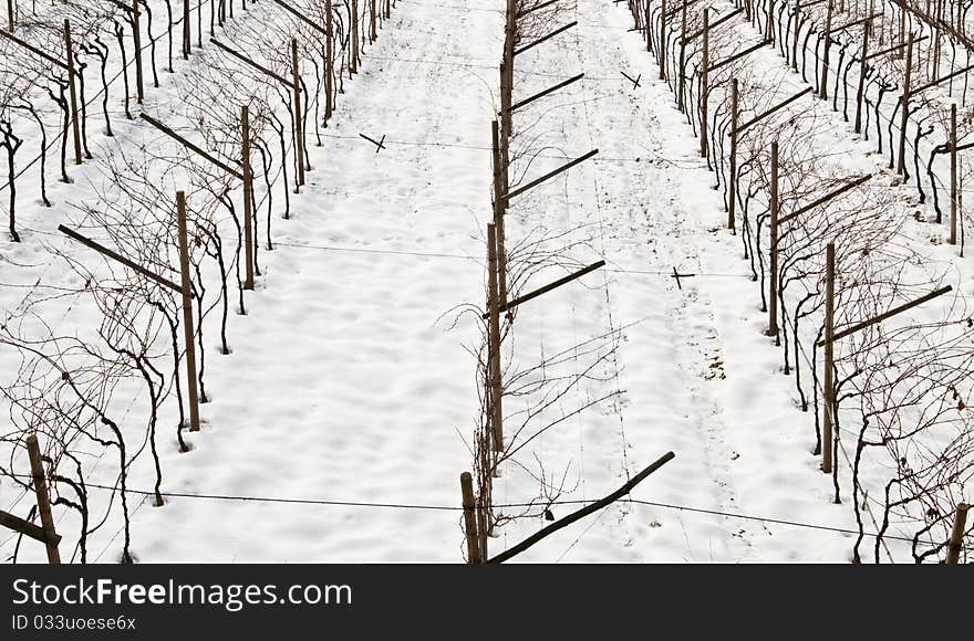 Vineyards in winter