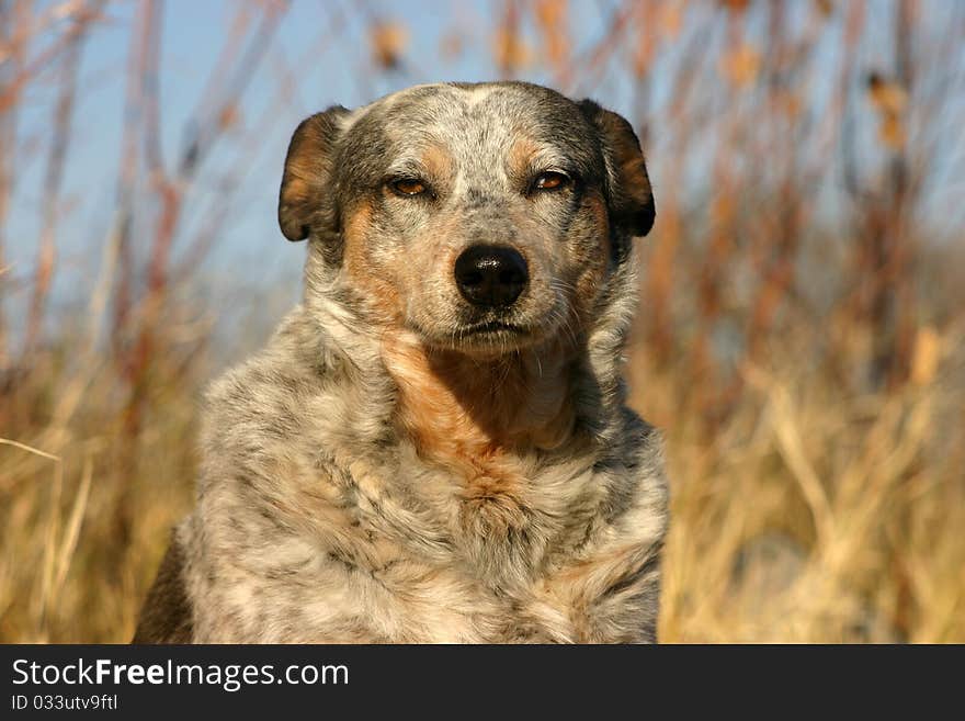 Australian cattle dog, sitting in brown grass in winter sunshine, golden reeds and blue sky in background