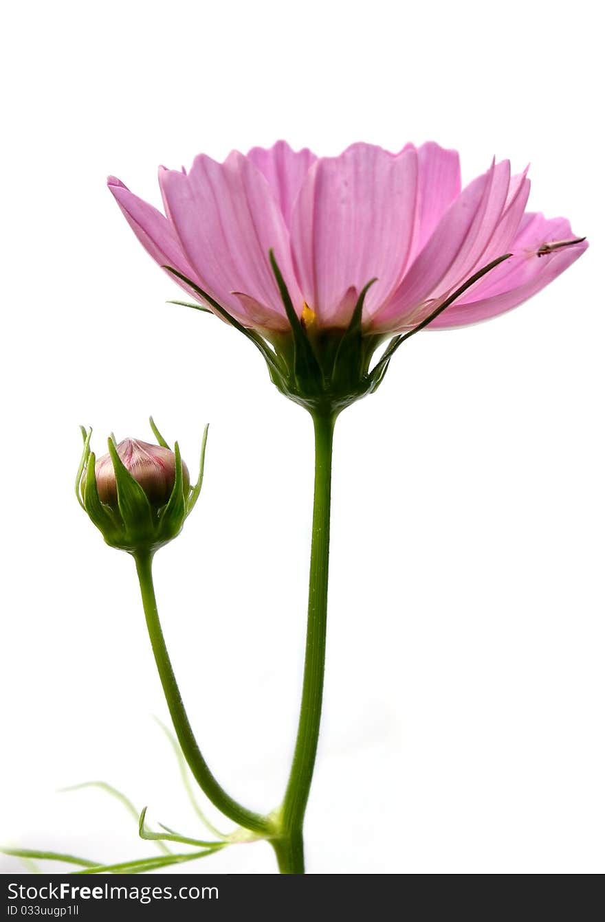 Macro isolated closeup purple flower