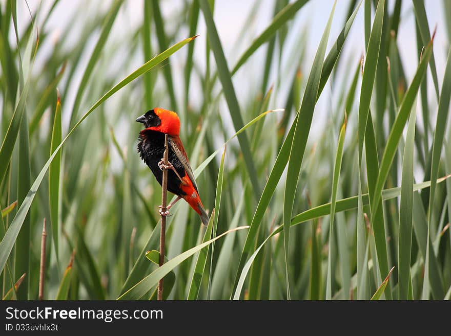 Red Bishop Bird