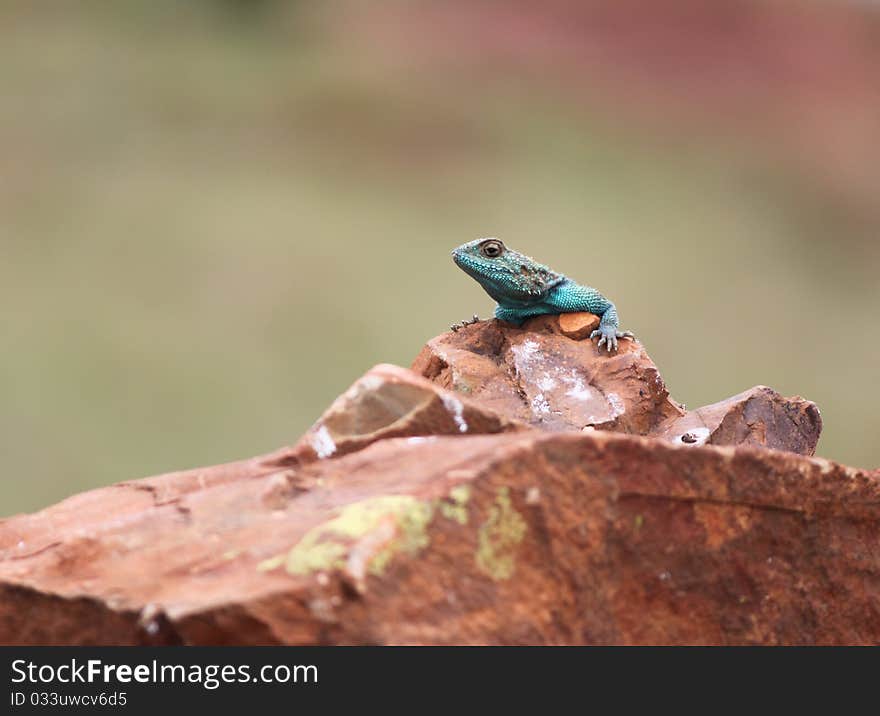 Sungazer Lizard