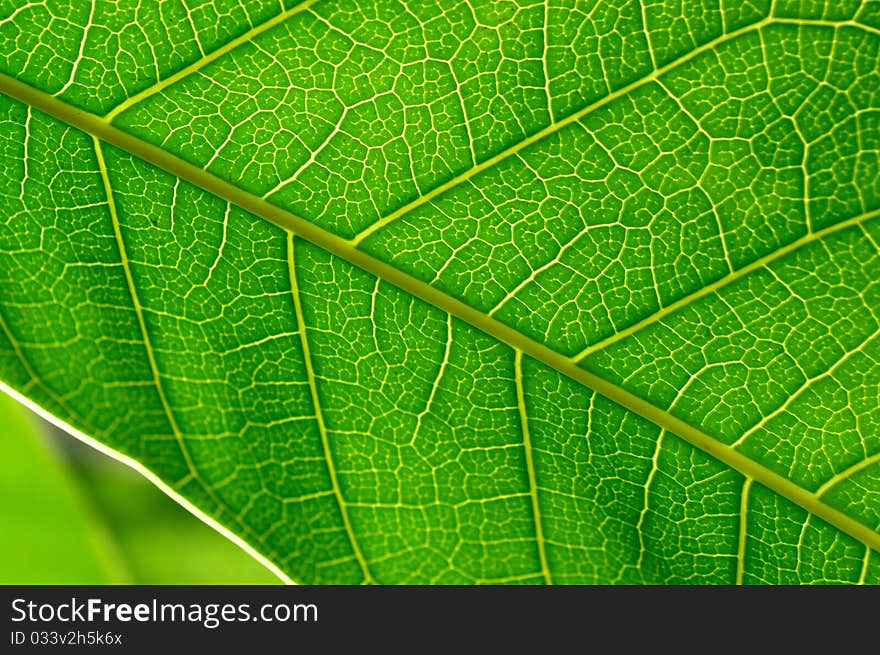 Detailed close up shot of a mango leaf. Detailed close up shot of a mango leaf.