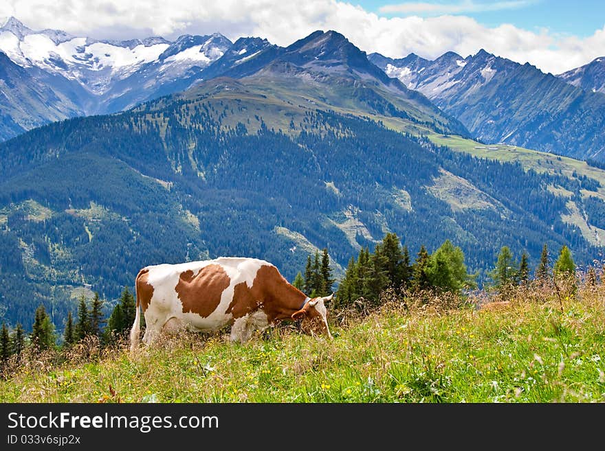 High mountain pasture