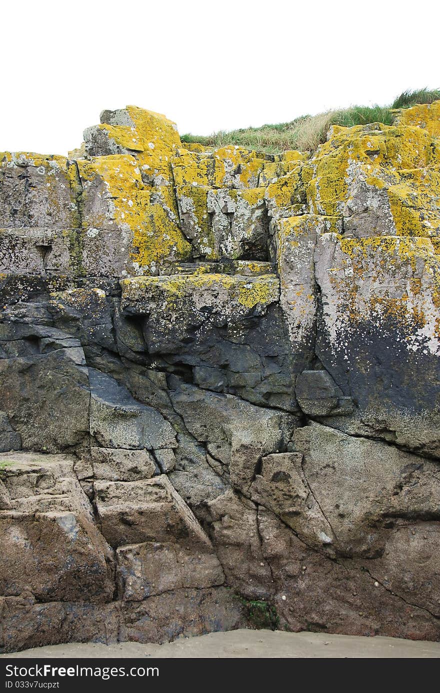 Yellow lichen on cracked rock on north sea coas