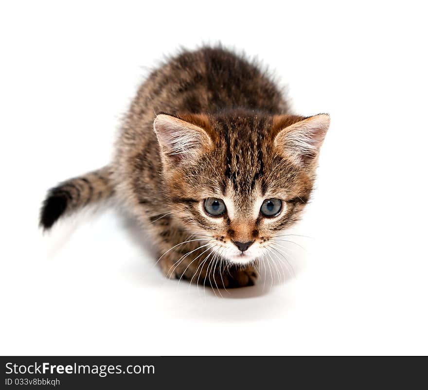 Kitten ready to attack on white