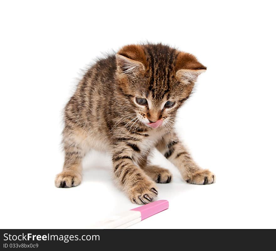 Kitten plays with stick on white