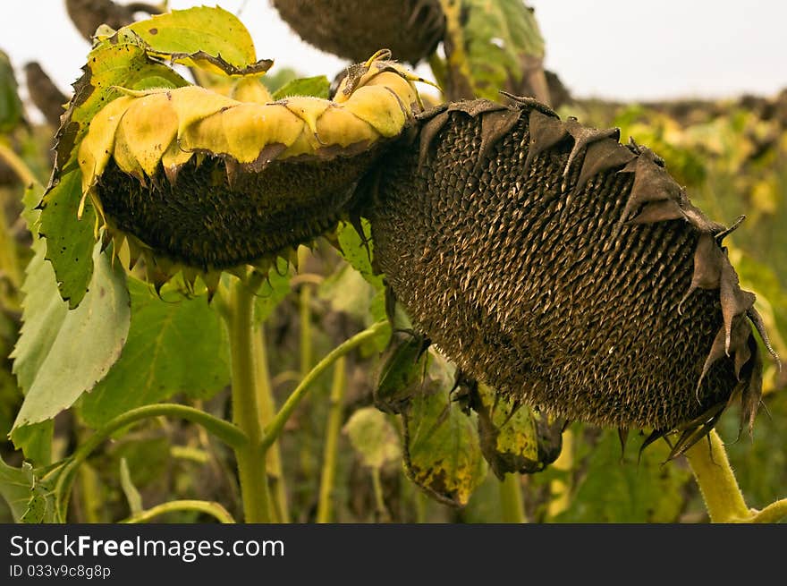 Mature sunflowers