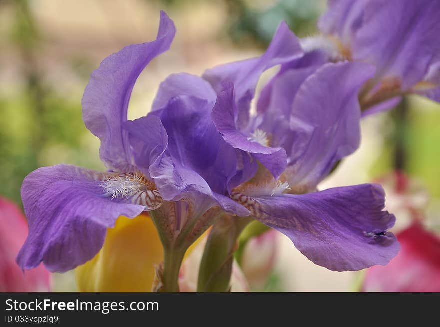 Spring bouquet of bright blue irises. Spring bouquet of bright blue irises