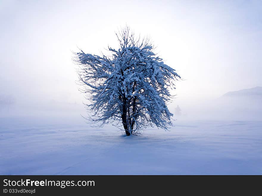 Winter landscape