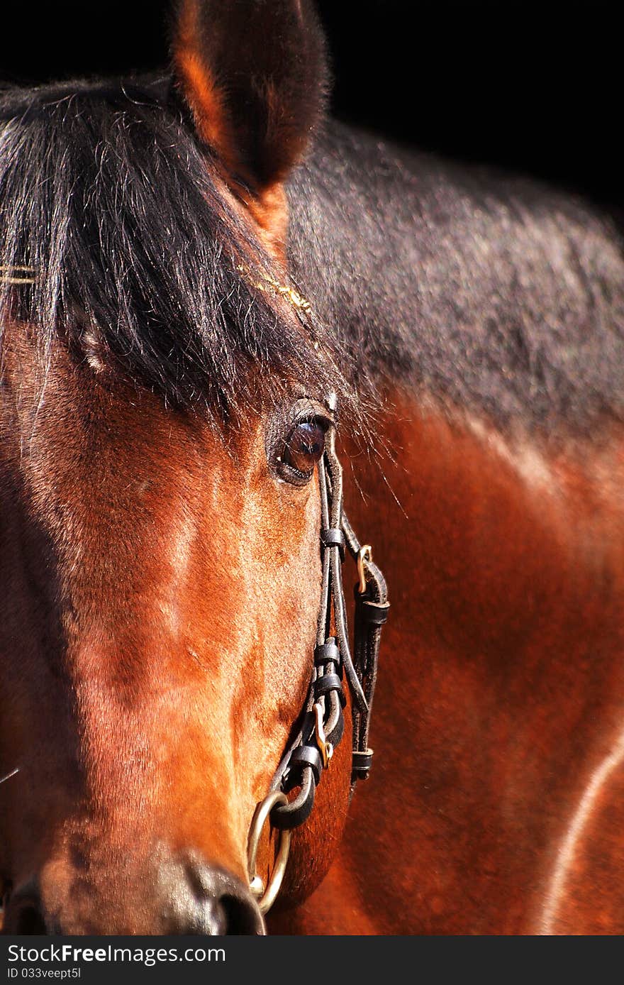 Bay horse isolated on black