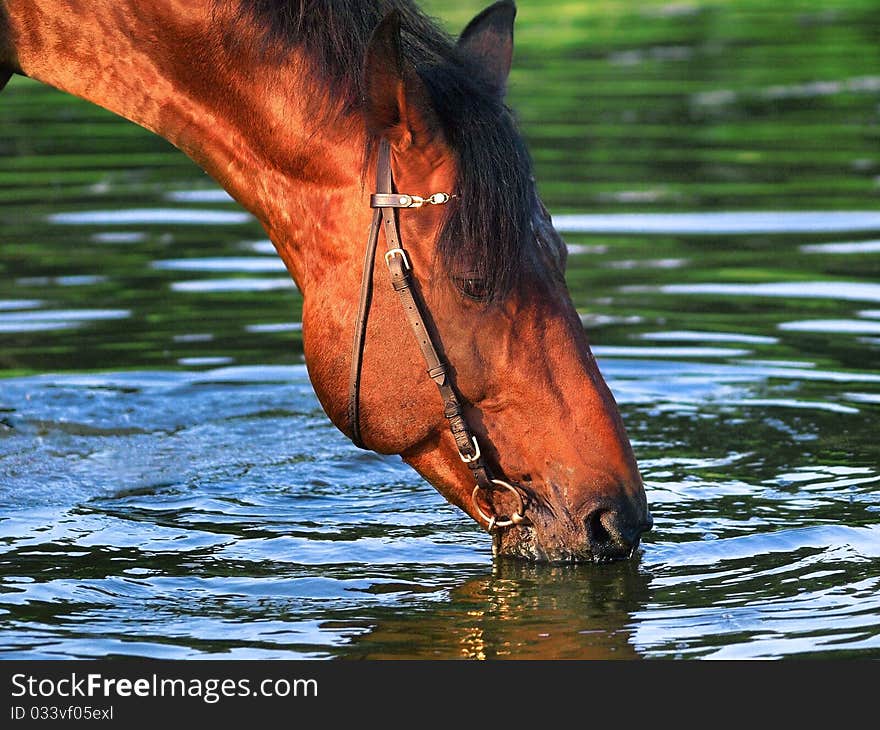 Drinking horse outdoor evening gulf