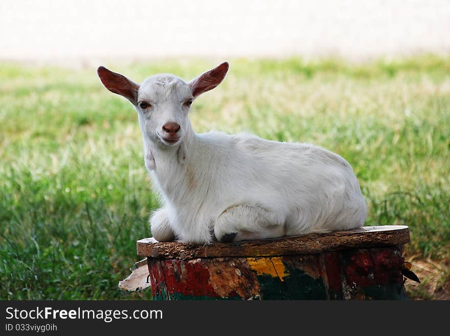 White Goat