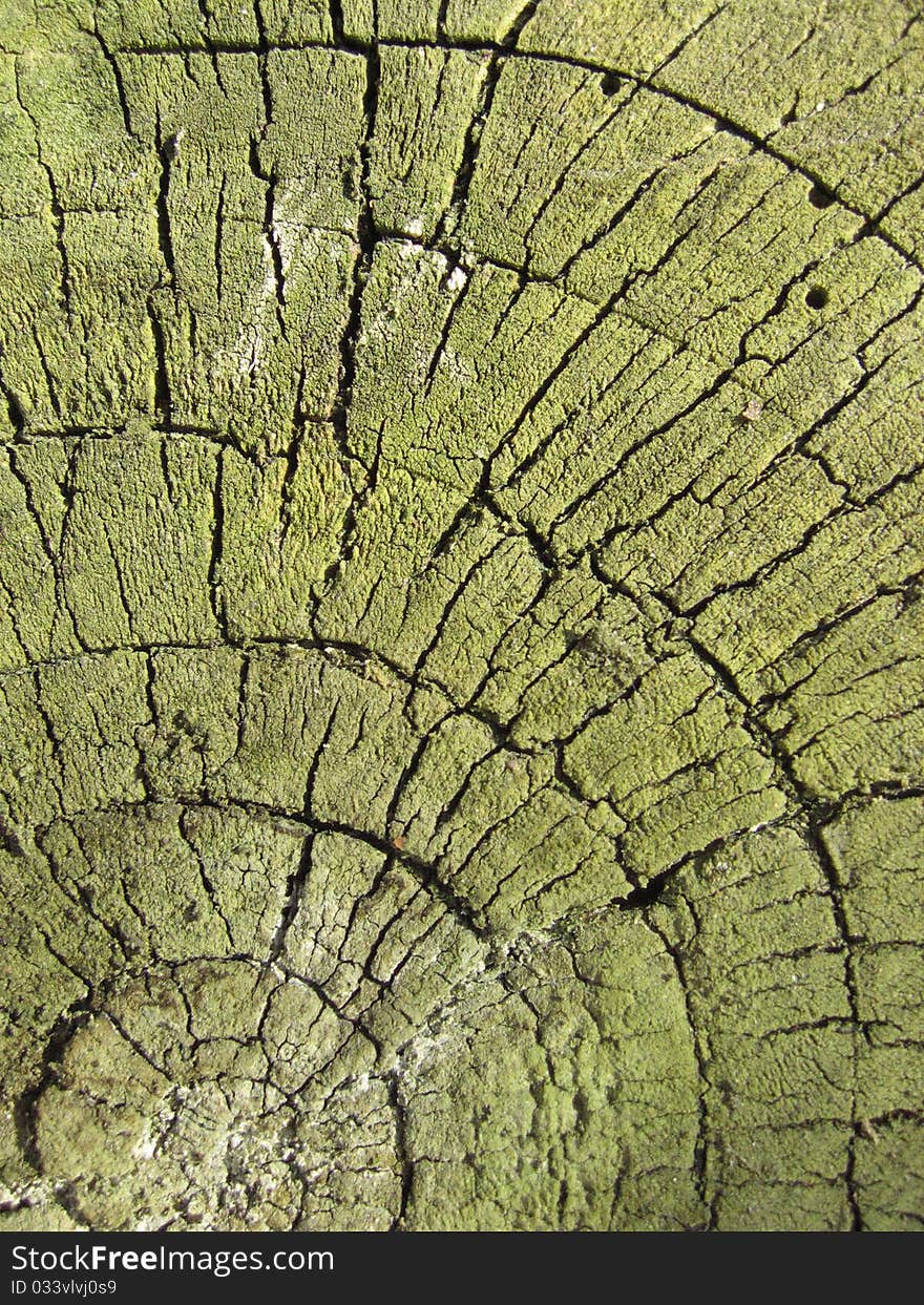 A section of an old tree branch cut place with cracks covered in green