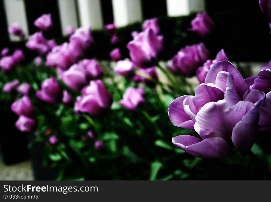 Urban flowers