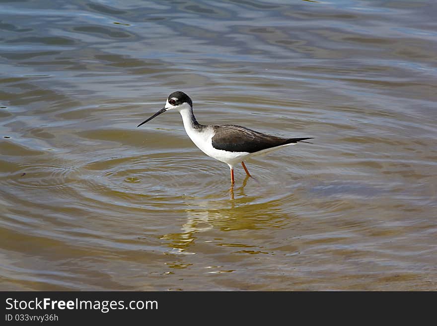 Black-necked Stilt