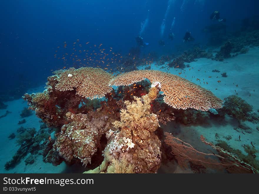 Table coral in the Red Sea.