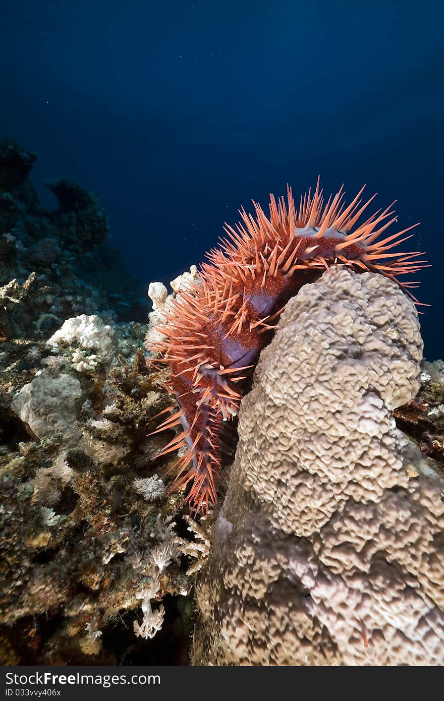 Crown-of-thorns starfish in the Red Sea.