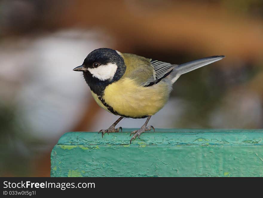 A Great Tit serching for something to eat in a winter morning.