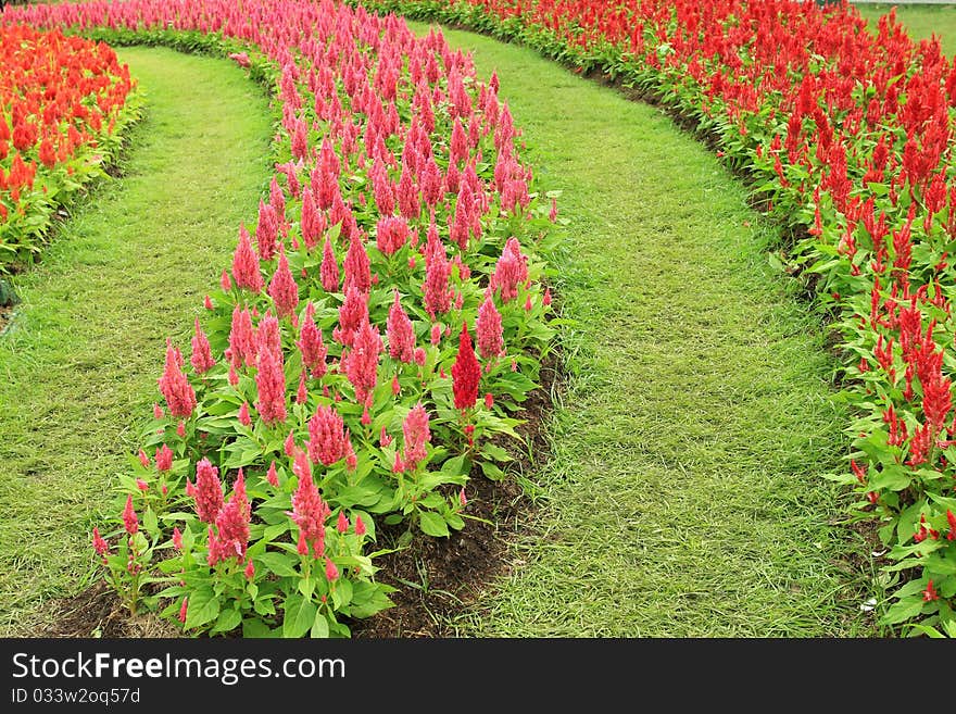 Beautiful wool flower garden and colorful fresh