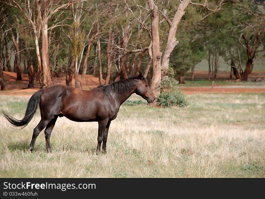 A gelding standing in a farm paddock. A gelding standing in a farm paddock