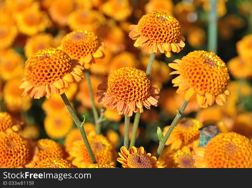 Chrysanthemum Orange Stars. Nikita, Crimea.