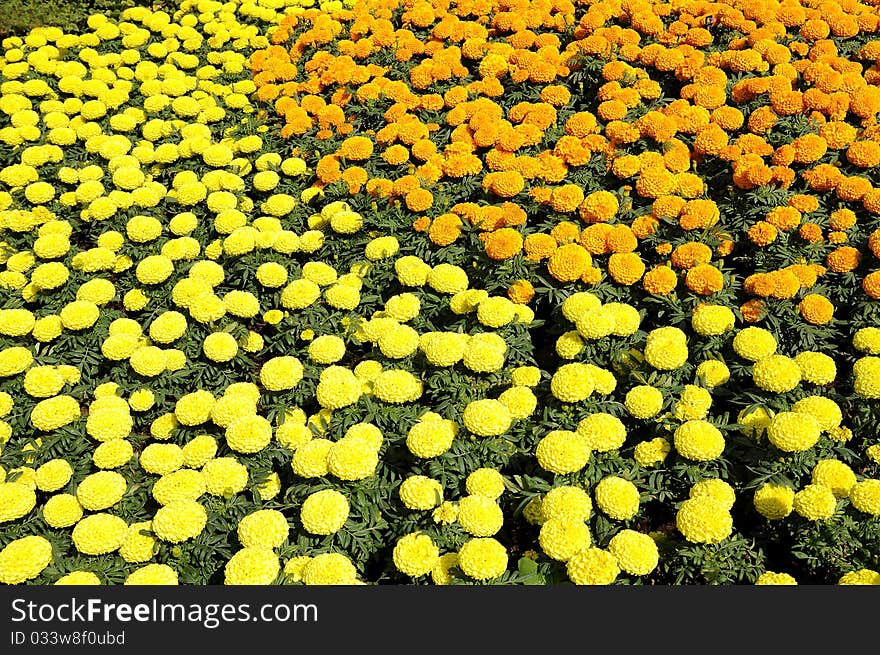 Marigold flower festival in Thailand