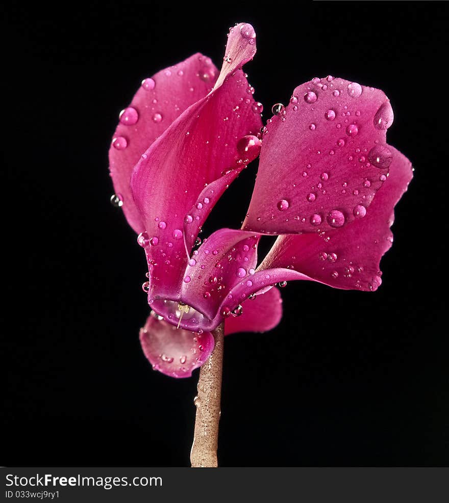 Cyclamen flowers with rain drops isolated on black - macro. Cyclamen flowers with rain drops isolated on black - macro