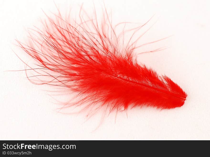 Red feather on white background