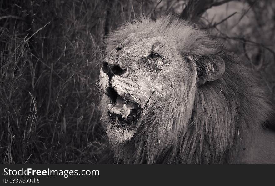 Black and white of an old male lion