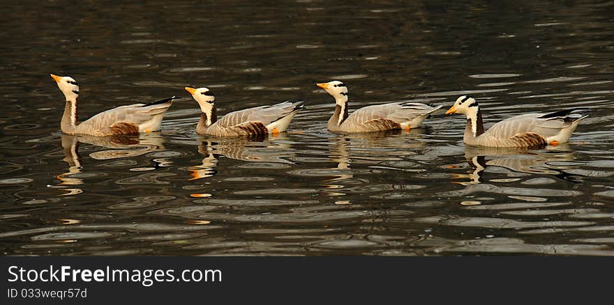 White-headed Goose