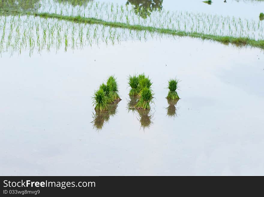 Traditional Thai style rice growth