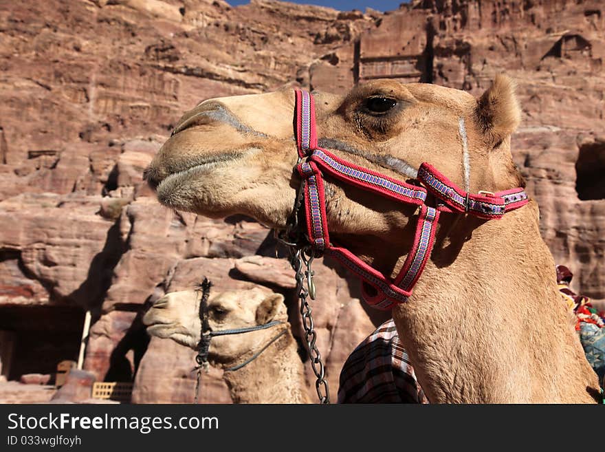 Camels in Petra - Nabataeans capital city ( Al Khazneh ) , Jordan. Camels in Petra - Nabataeans capital city ( Al Khazneh ) , Jordan