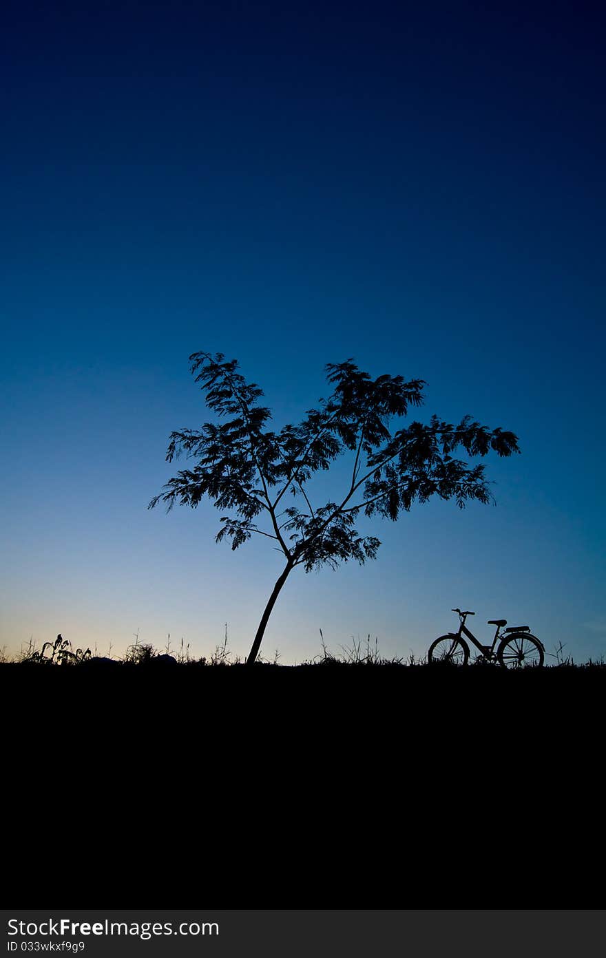 Silhouette tree with a bicycle.