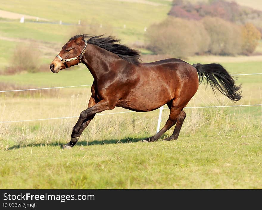 Quarter Horse Mare in the meadows. Quarter Horse Mare in the meadows