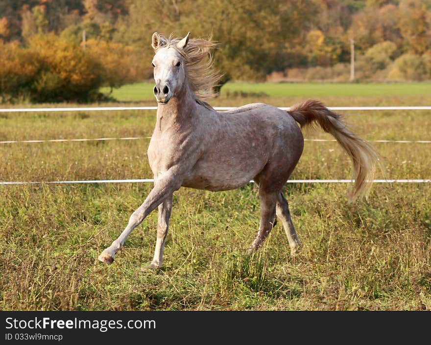 Young Arabian mare in the wind. Young Arabian mare in the wind