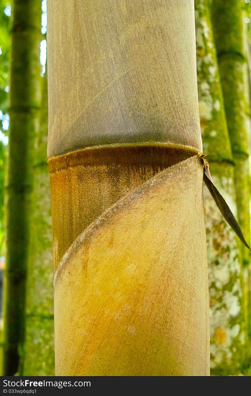 Big Bamboo