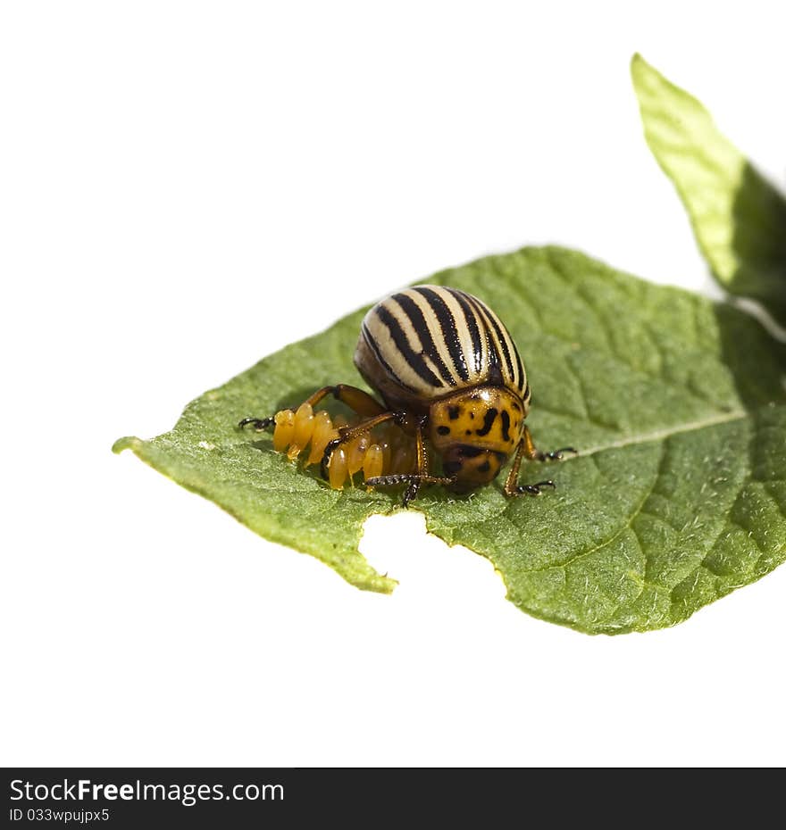 Potato beetle on green leaf isolated