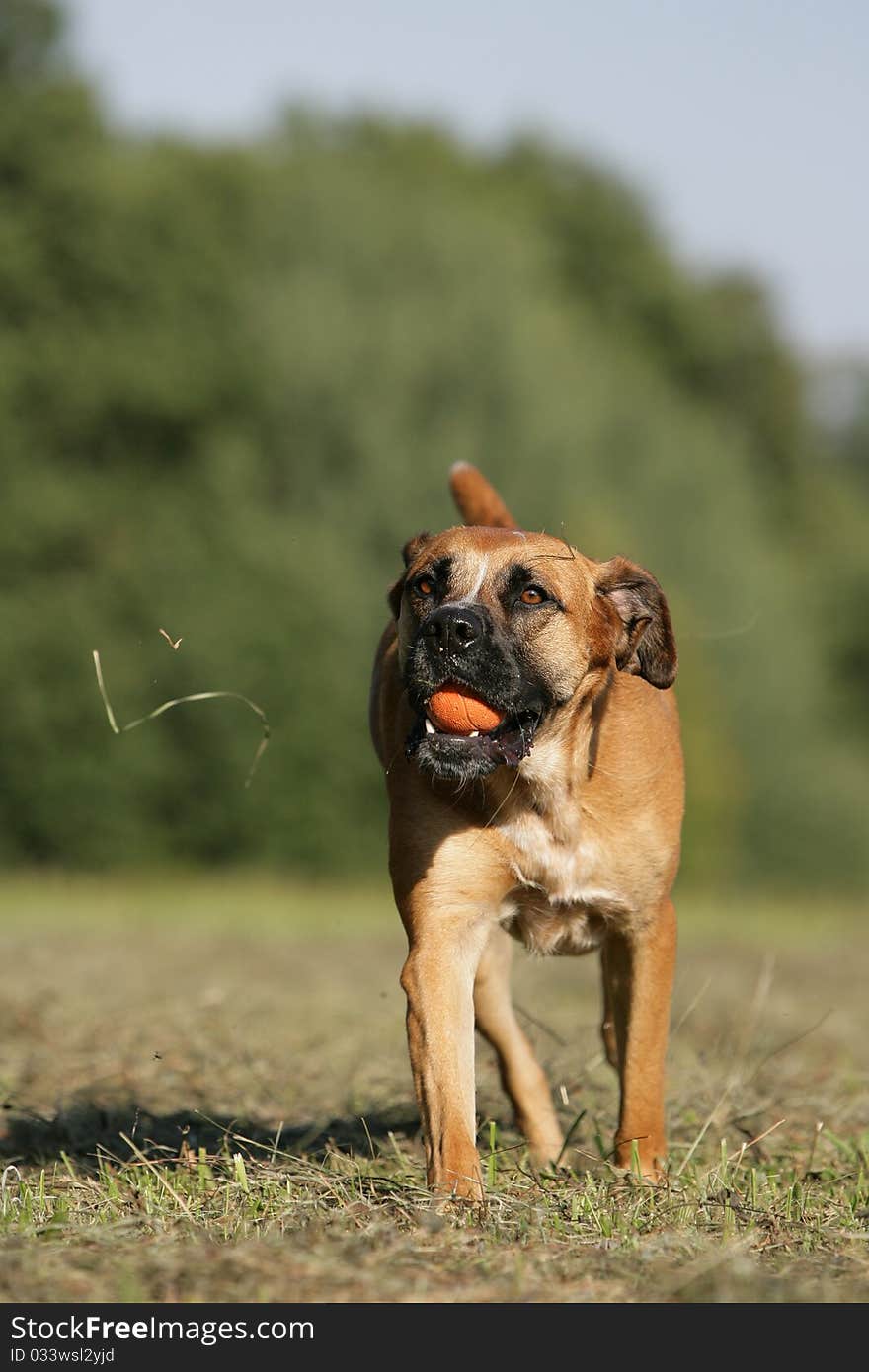 Portrait of a running boxer dog playing ball