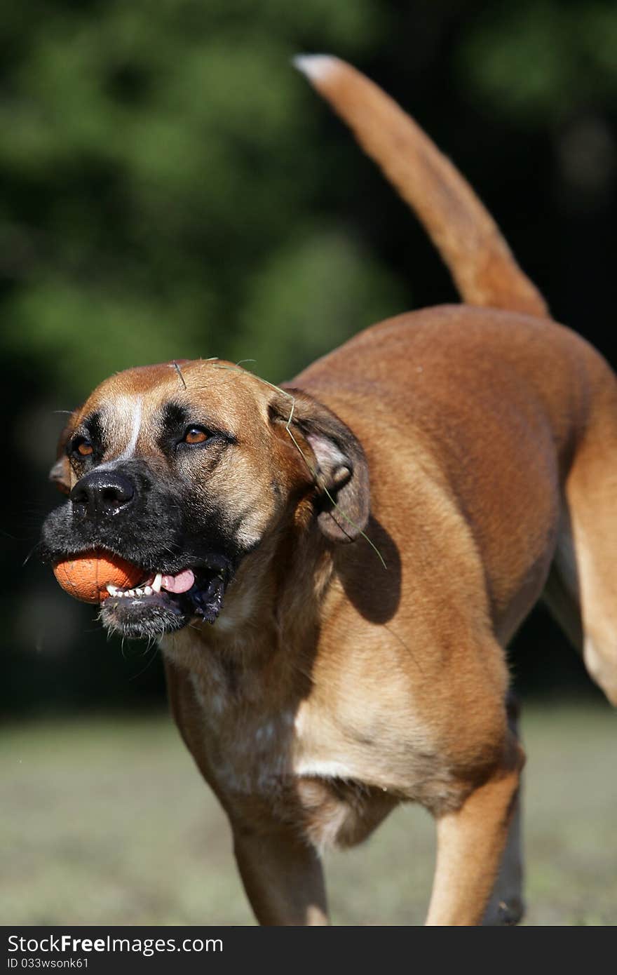 Portrait of a wild running boxer dog playing ball. Portrait of a wild running boxer dog playing ball