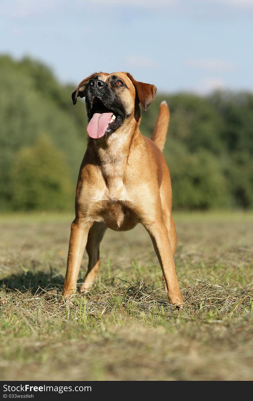 Portrait of a German boxer dog wanna playing. Portrait of a German boxer dog wanna playing