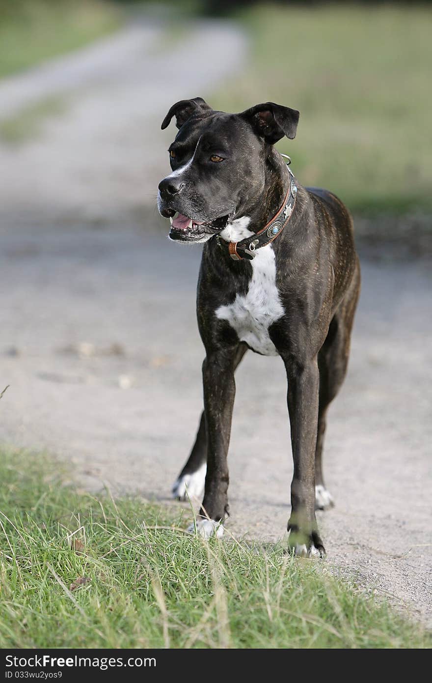 Portrait of a standing brown cane corso dog