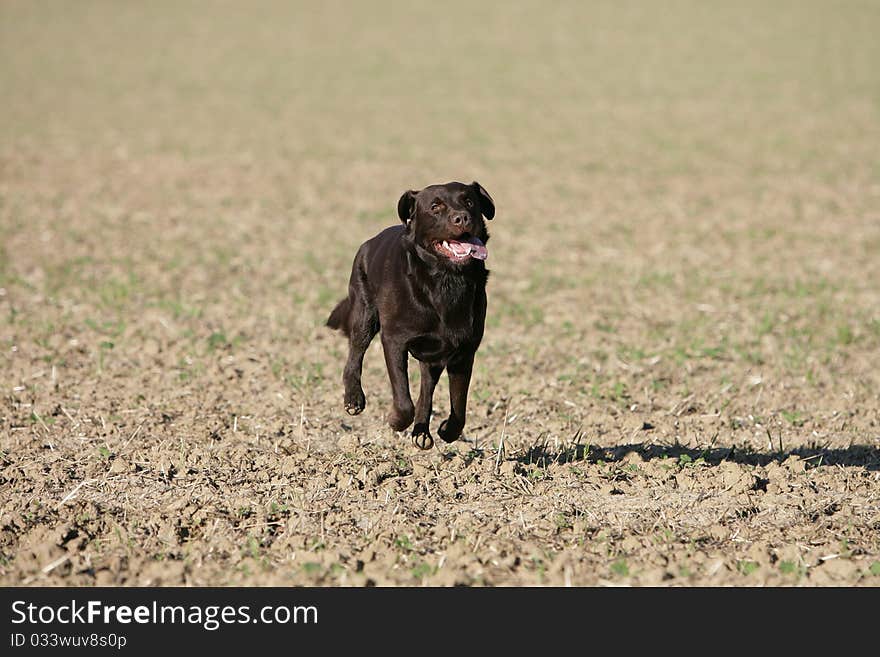 Portrait of a running brown Labrador retriever dog. Portrait of a running brown Labrador retriever dog