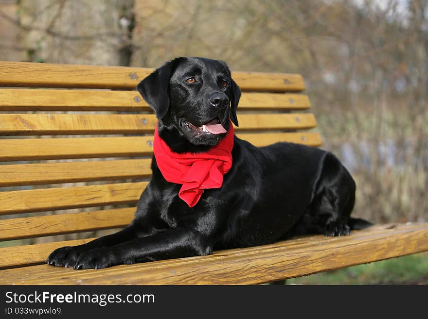 Portrait of a black Labrador retriever dog with a red scarf